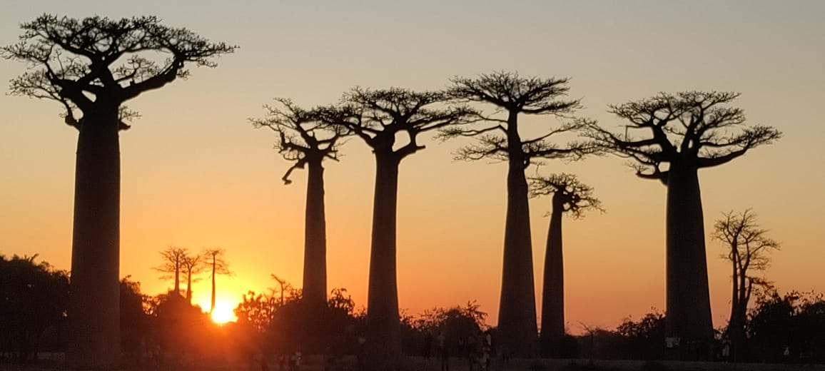 L’OUEST INTEMPOREL: BAOBABS DE MORONDAVA, TSINGY DE BEMARAHA ET DUNES DE BELO SUR MER