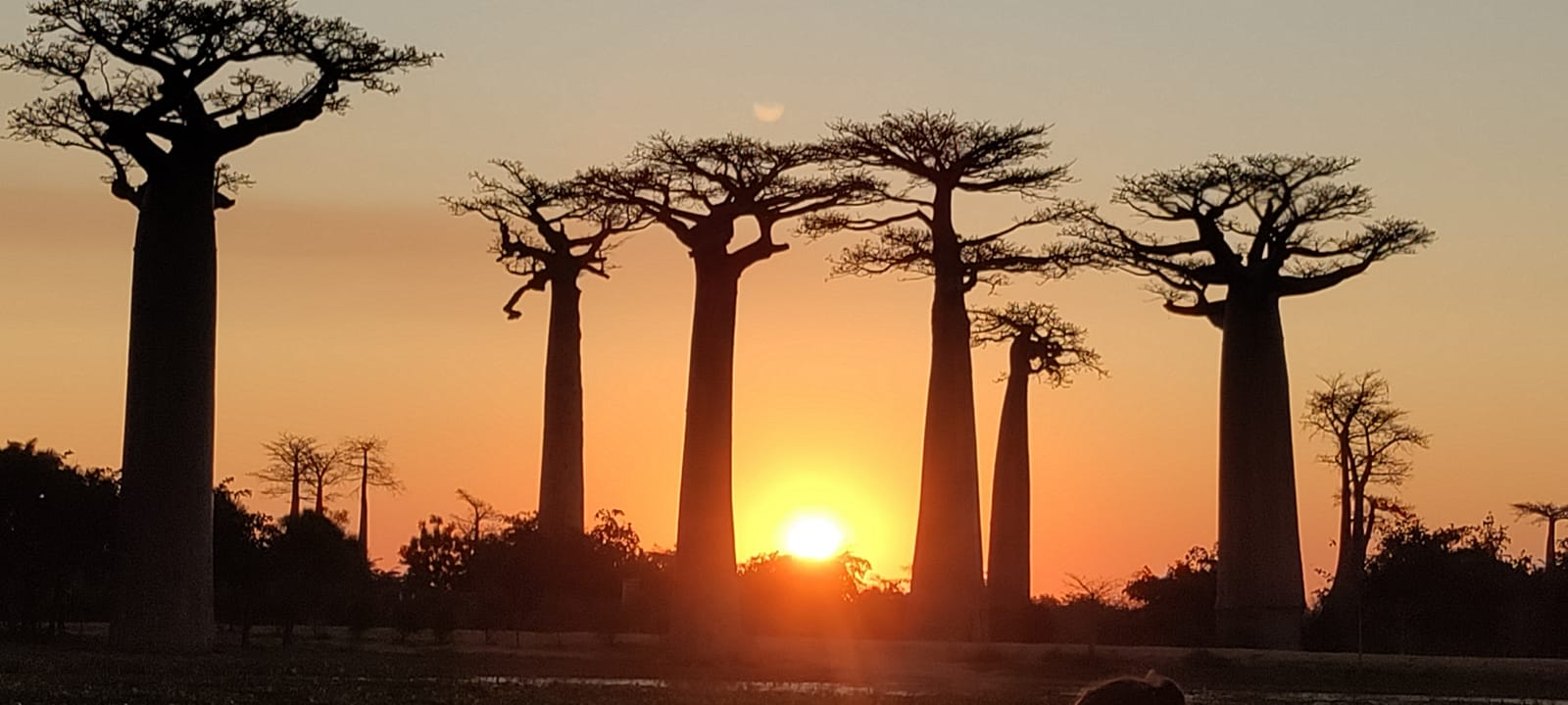 L’OUEST INTEMPOREL: BAOBABS DE MORONDAVA, TSINGY DE BEMARAHA ET DUNES DE BELO SUR MER