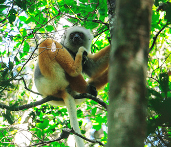 VOYAGE DANS L’EST: LES FORÊTS D’ANDASIBE, LE CANAL DES PANGALANES ET L’ÎLE SAINTE MARIE