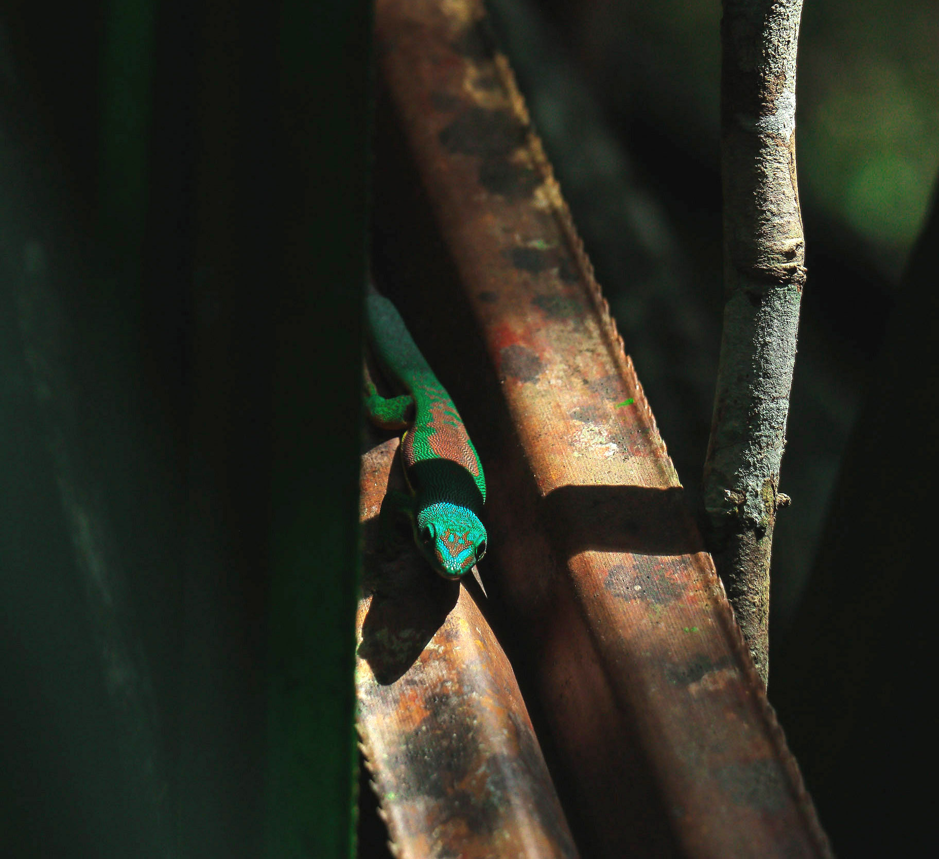 MAROANTSETRA ET LA PENINSULE DE MASOALA