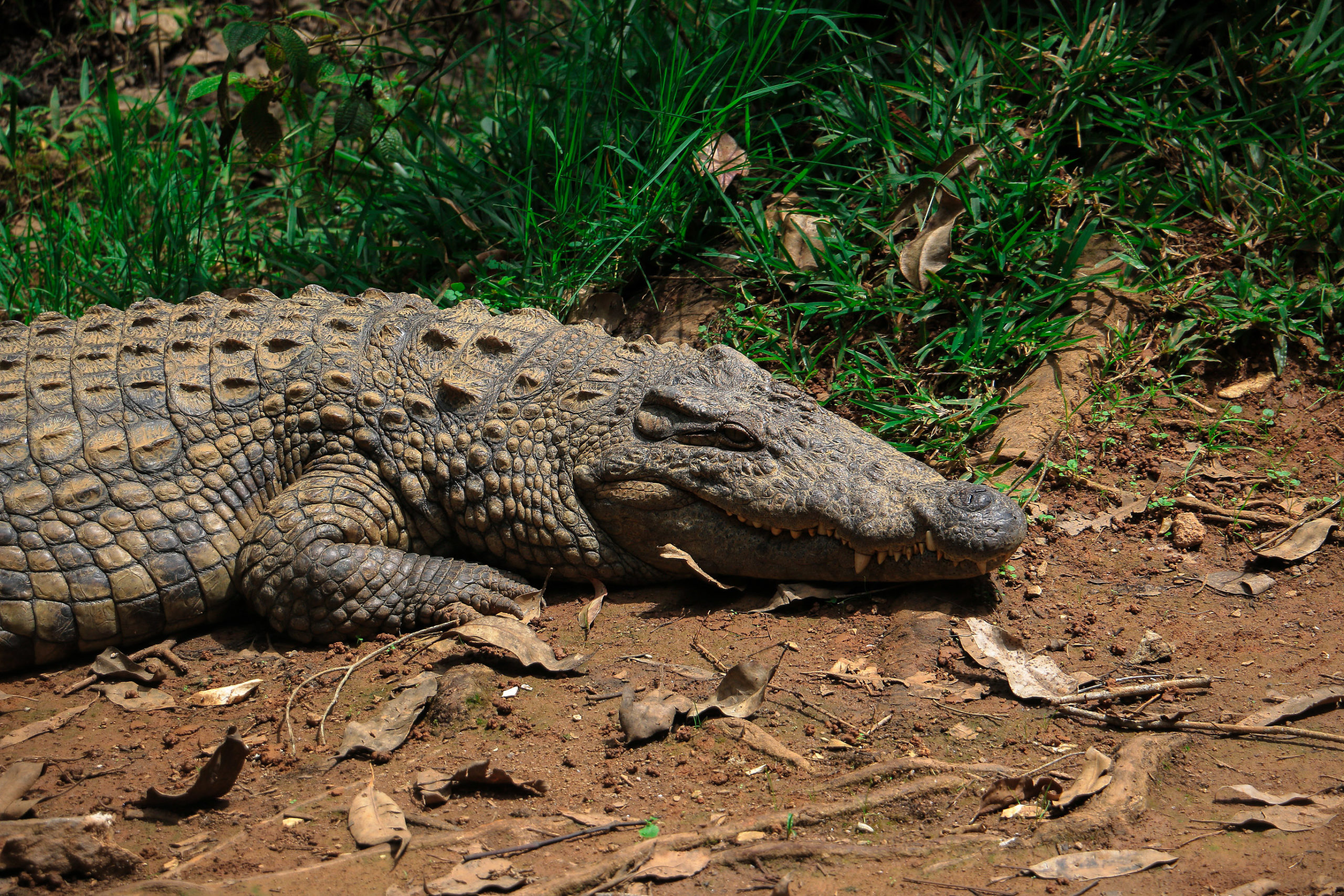 VOYAGE DANS L’EST: LES FORÊTS D’ANDASIBE, LE CANAL DES PANGALANES ET L’ÎLE SAINTE MARIE