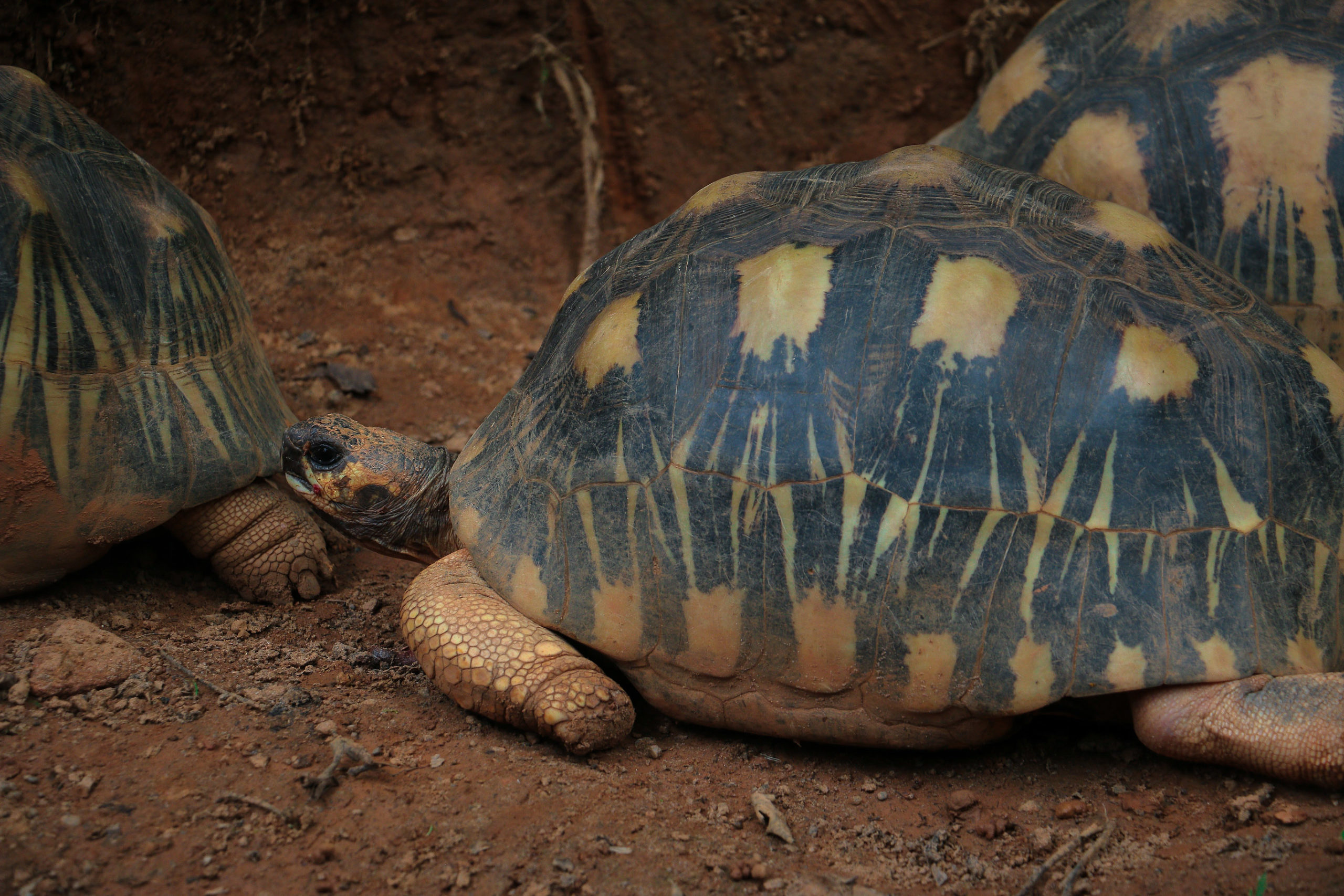 LE GRAND SUD, DE TULEAR A FORT DAUPHIN