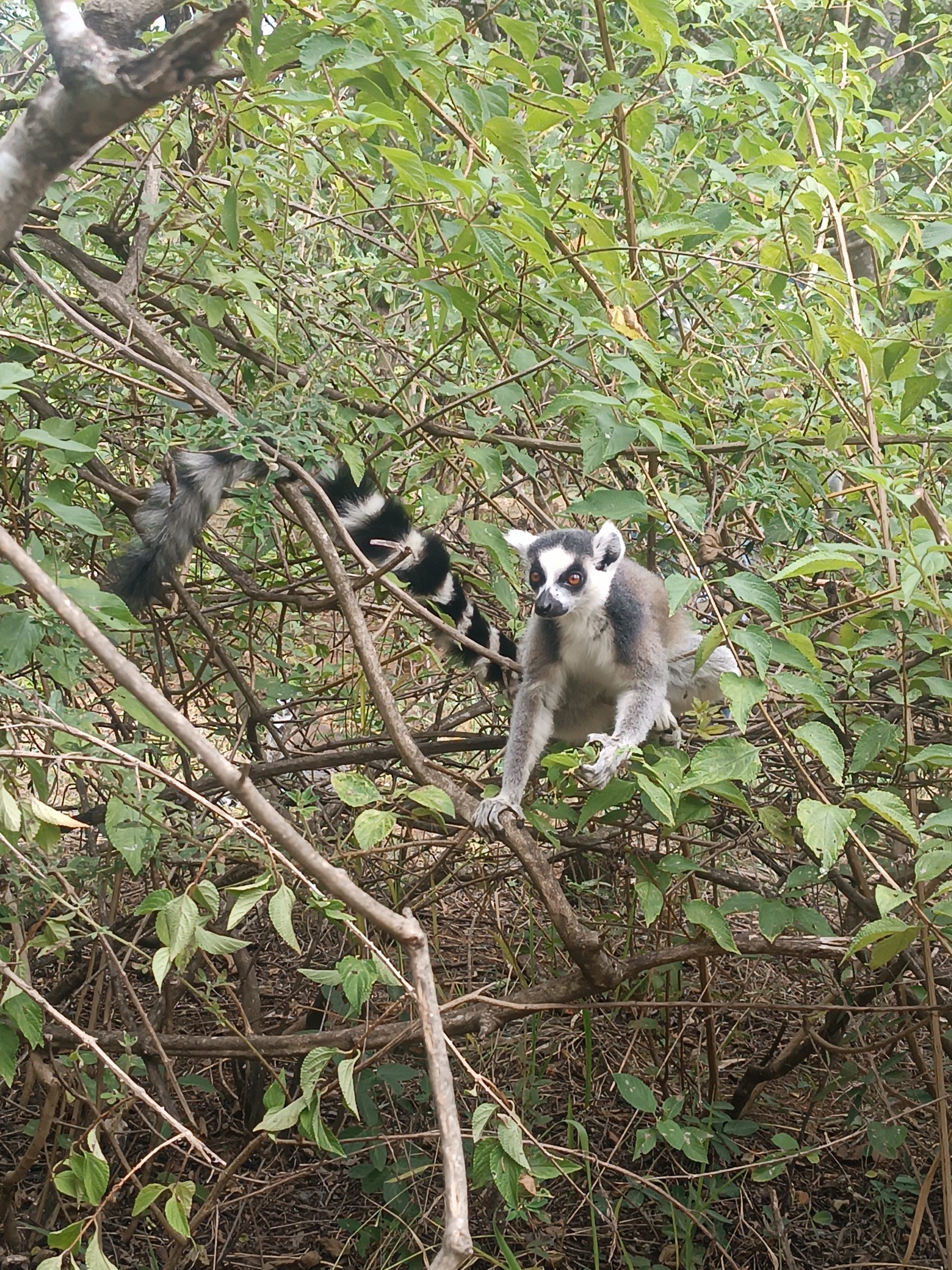 LE GRAND SUD, DE TULEAR A FORT DAUPHIN