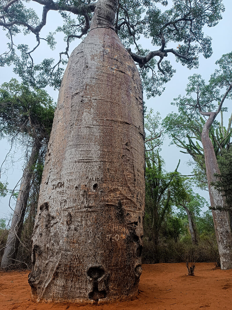 LES INCONTOURNABLES DU SUD, D’ANTANANARIVO À IFATY