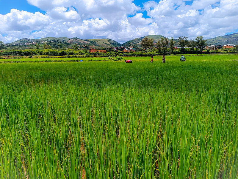LES INCONTOURNABLES DU SUD, D’ANTANANARIVO À IFATY