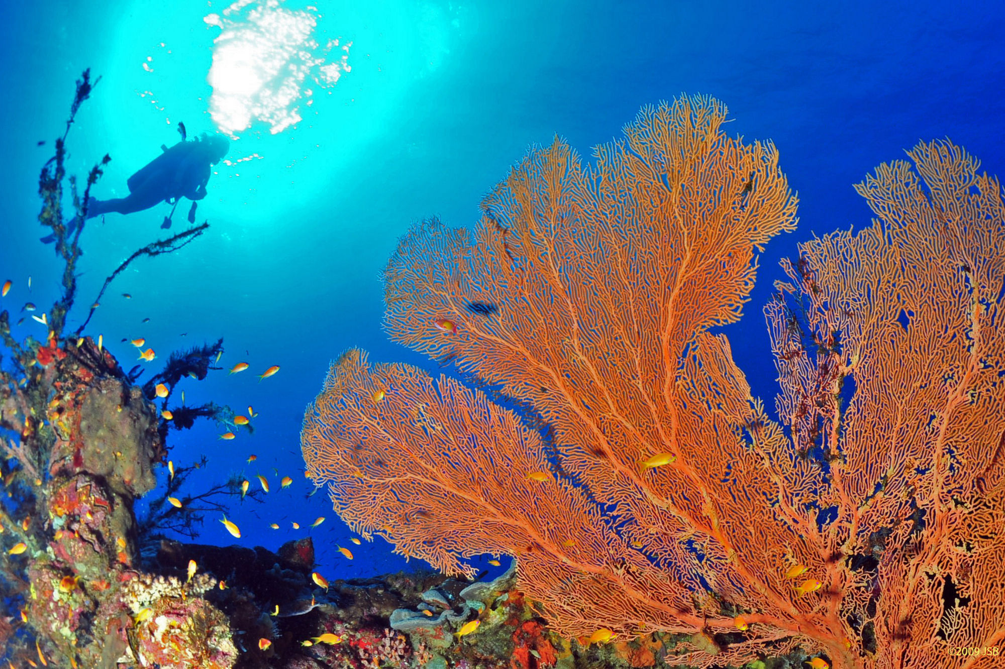CROISIÈRE ÎLE EN ÎLE ET PLONGÉE