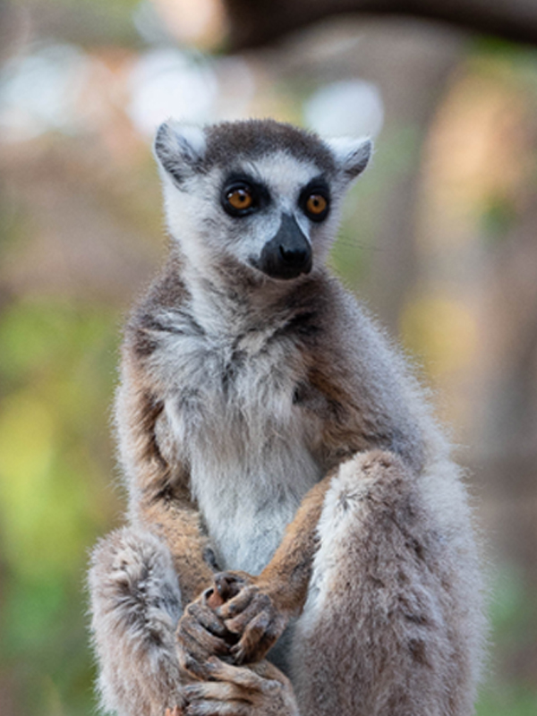LES INCONTOURNABLES DU SUD, D’ANTANANARIVO À IFATY