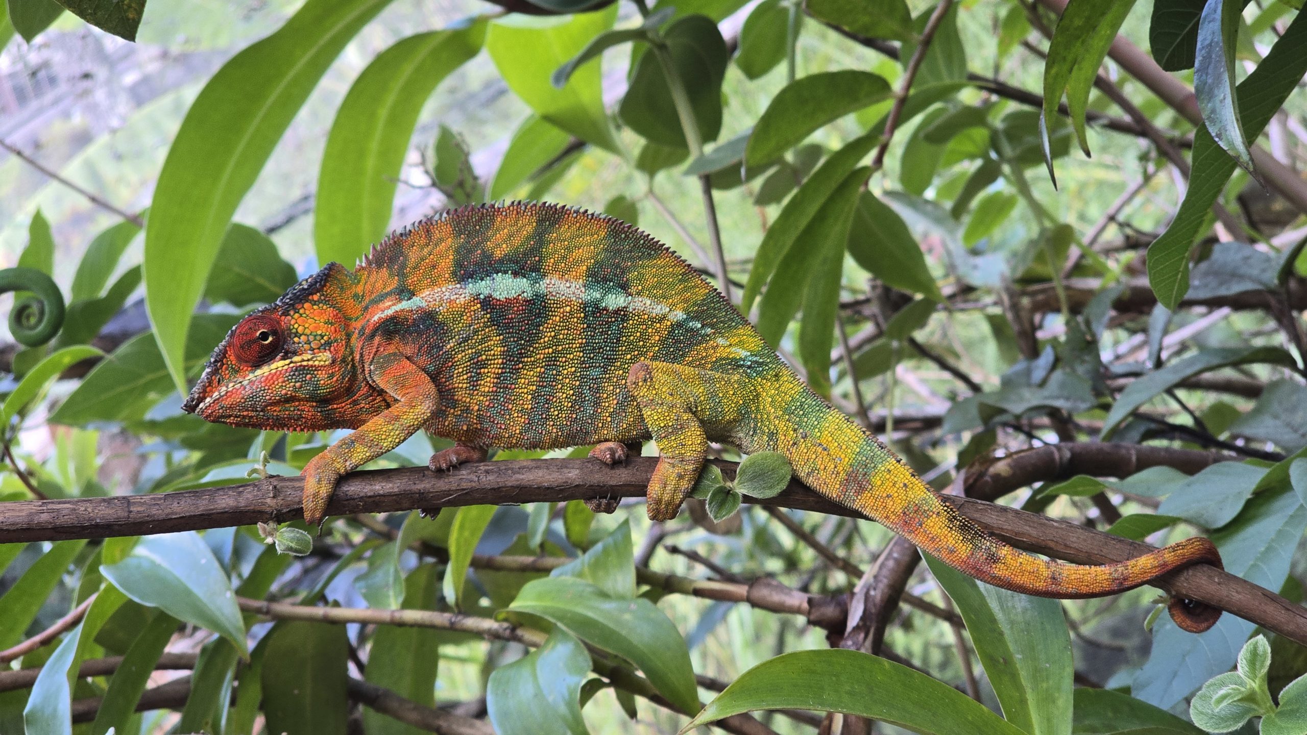 VOYAGE DANS L’EST: LES FORÊTS D’ANDASIBE, LE CANAL DES PANGALANES ET L’ÎLE SAINTE MARIE